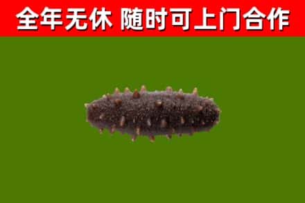 吉安市烟酒回收干海参.jpg